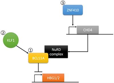 Using Clustered Regularly Interspaced Short Palindromic Repeats gene editing to induce permanent expression of fetal hemoglobin in β-thalassemia and sickle cell disease: A comparative meta-analysis